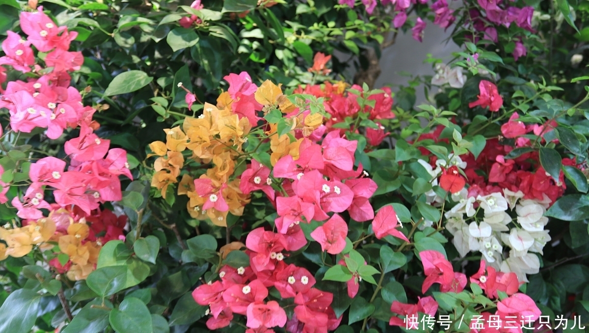 冬季如何让三角梅开花?3点很重要,你做对了吗?