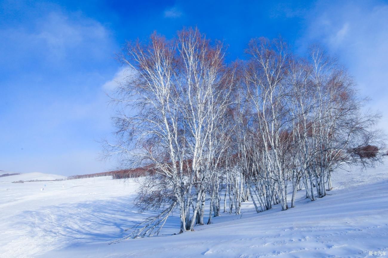 童话世界|【爱卡踏青季】穿行于乌兰布统洁白的童话世界②白桦林间