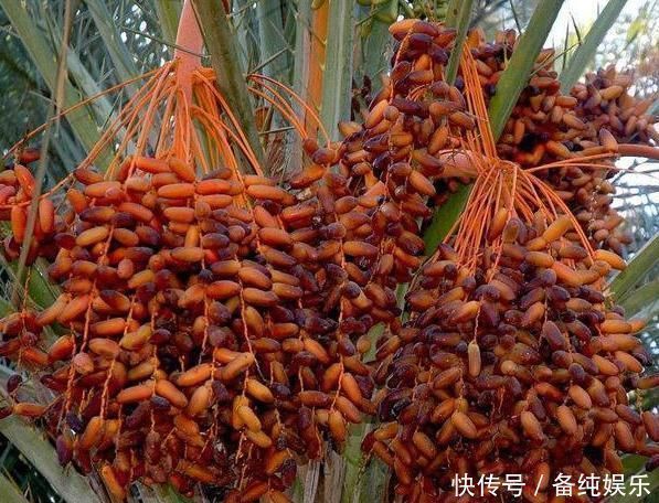 果糖|建议中老年人少吃鸡鸭鱼,若不缺钱多吃这几物,好吃不贵有营养