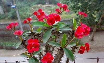 3种花,再喜欢也别在室内养,会影响健康,家里养了赶紧搬出去