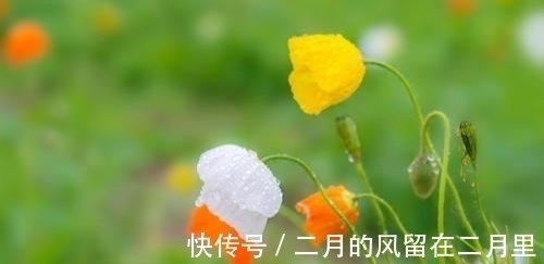 乖巧|不服管,不妥协的星座,乖巧只是表象,迎风飞翔,编织美好未来