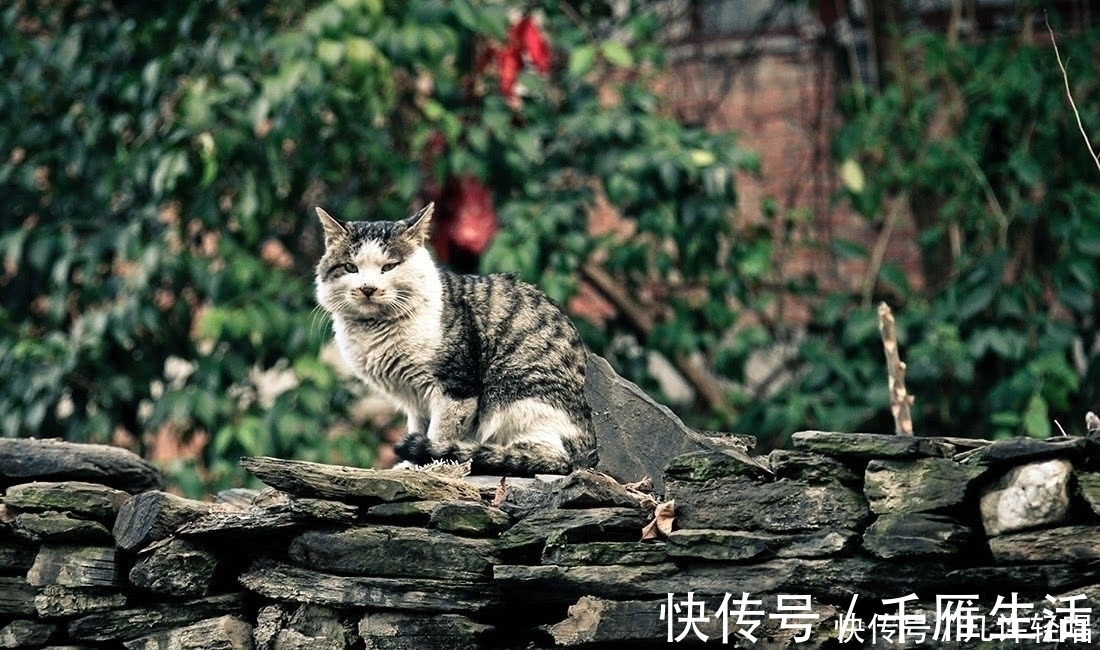 古镇|陕西最值得去的古镇：古韵悠悠，给人感觉很安静，关键门票免费！