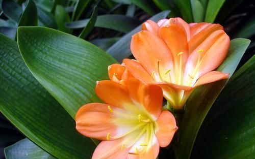 养君子兰有3忌,避开不黄叶不烂根,猛窜大白根,呼呼冒花箭