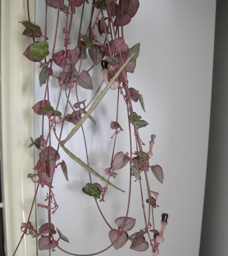 这种多肉吊起来养，所谓像一串串葡萄一样，美爆了