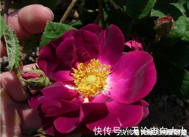 月季|20款紫色月季品种。浓香、抗病非常好养，天然紫色唯美盛开