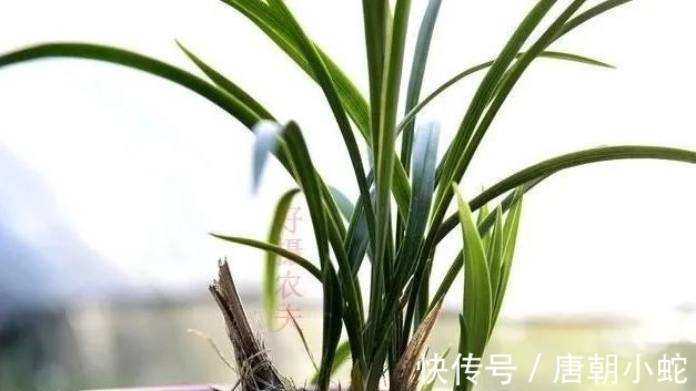 肥料|兰花生命力很强,决定能否种植成活的,并不是土壤与肥料