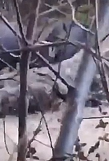 库尔德人|亚美尼亚战场恐怖一幕,大量士兵横尸野外大群野猪啃食士兵遗骸