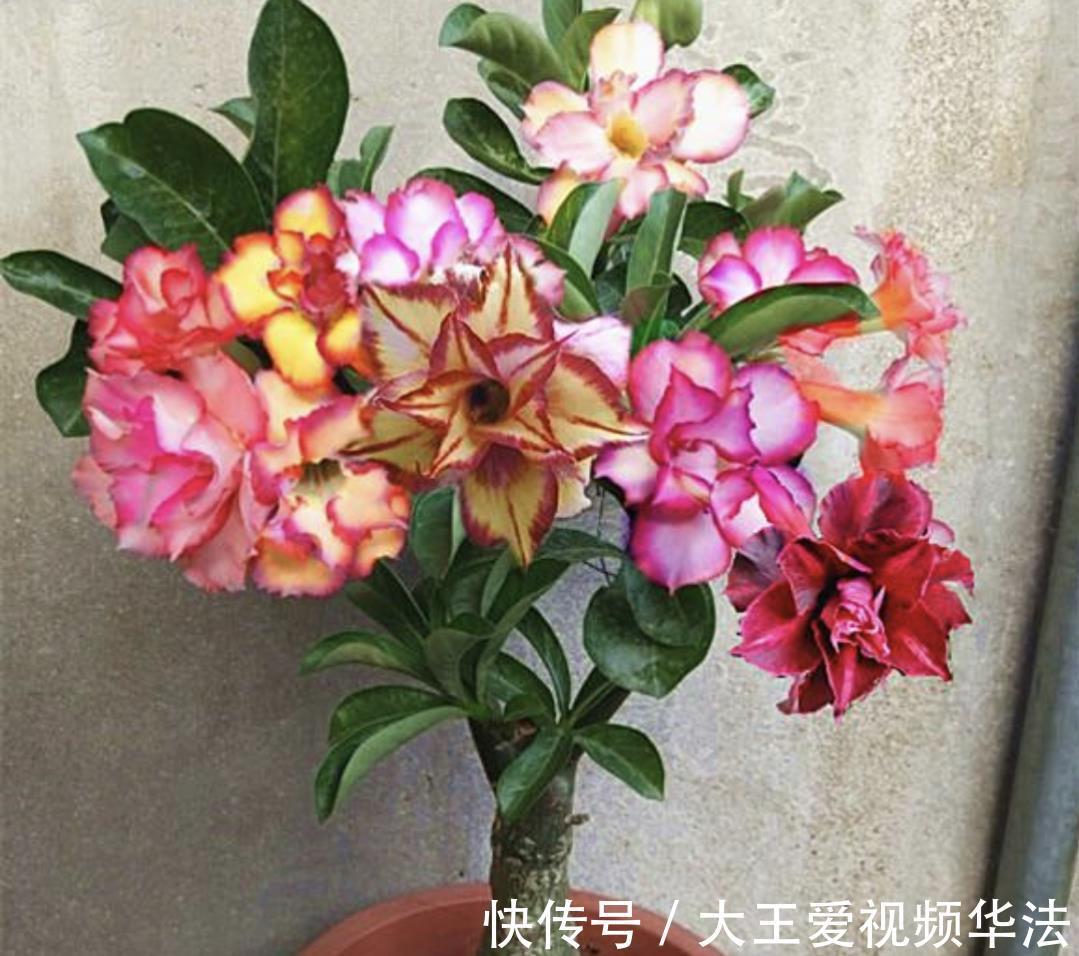 浇水|秋季怎么养殖沙漠玫瑰狠心做好4件事，开花多又漂亮