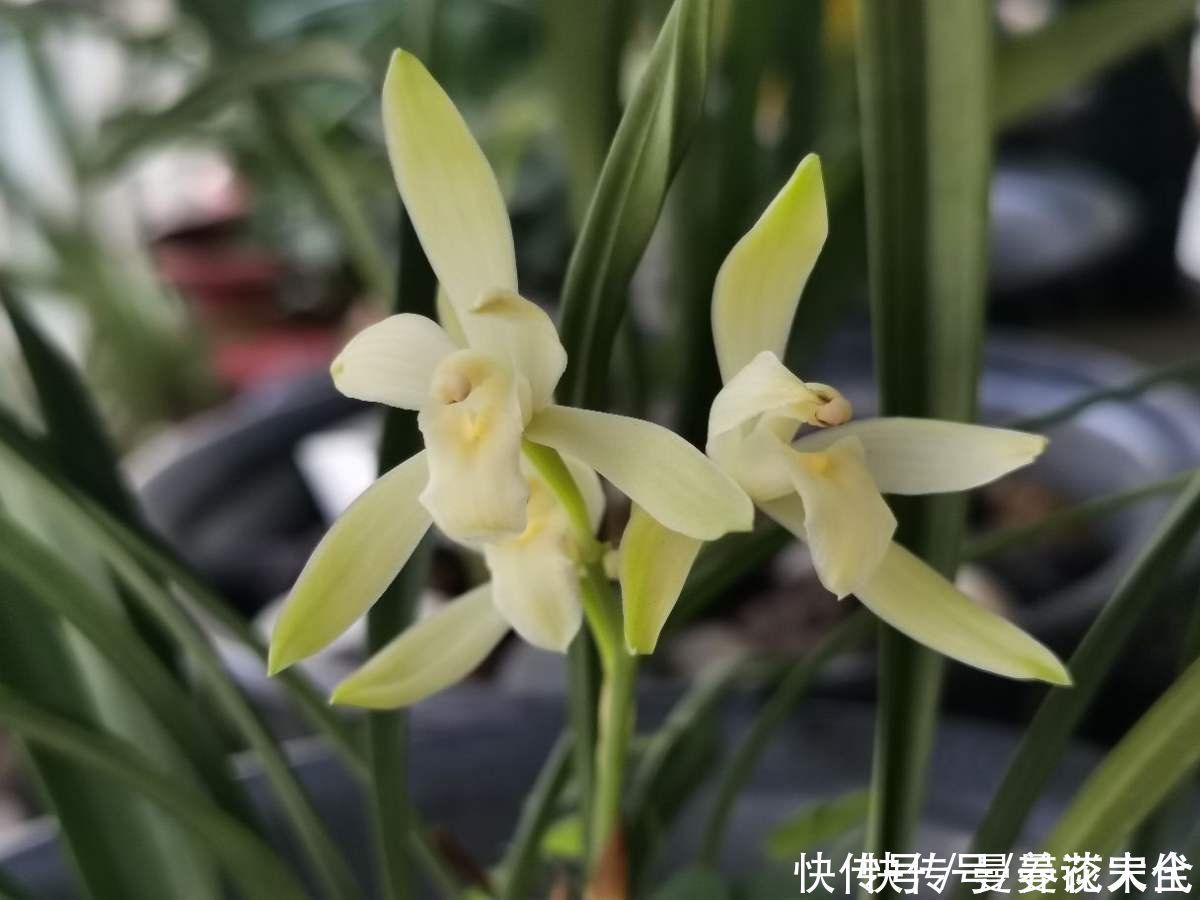 修剪|建兰要想开花，养护要记住“4个巧妙”，花朵开得才会多