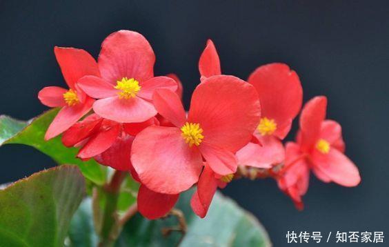 仙气十足的几款花卉,繁花似锦,花开一茬又一茬,美极了