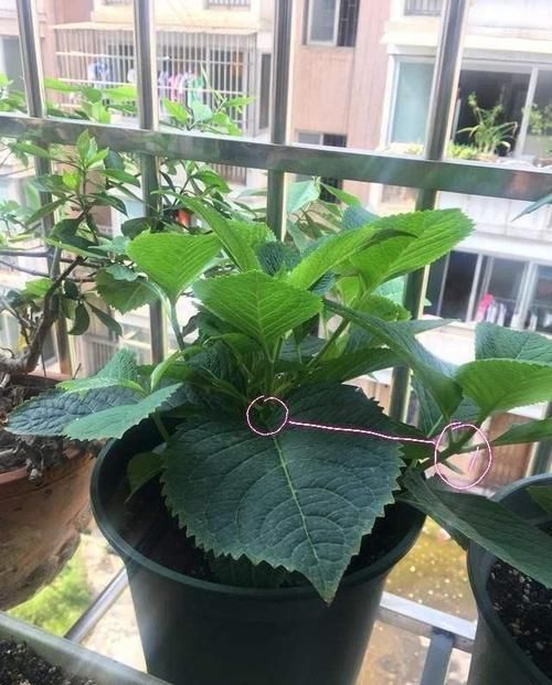  绣球|大花绣球修剪走起，不然来年无法开花