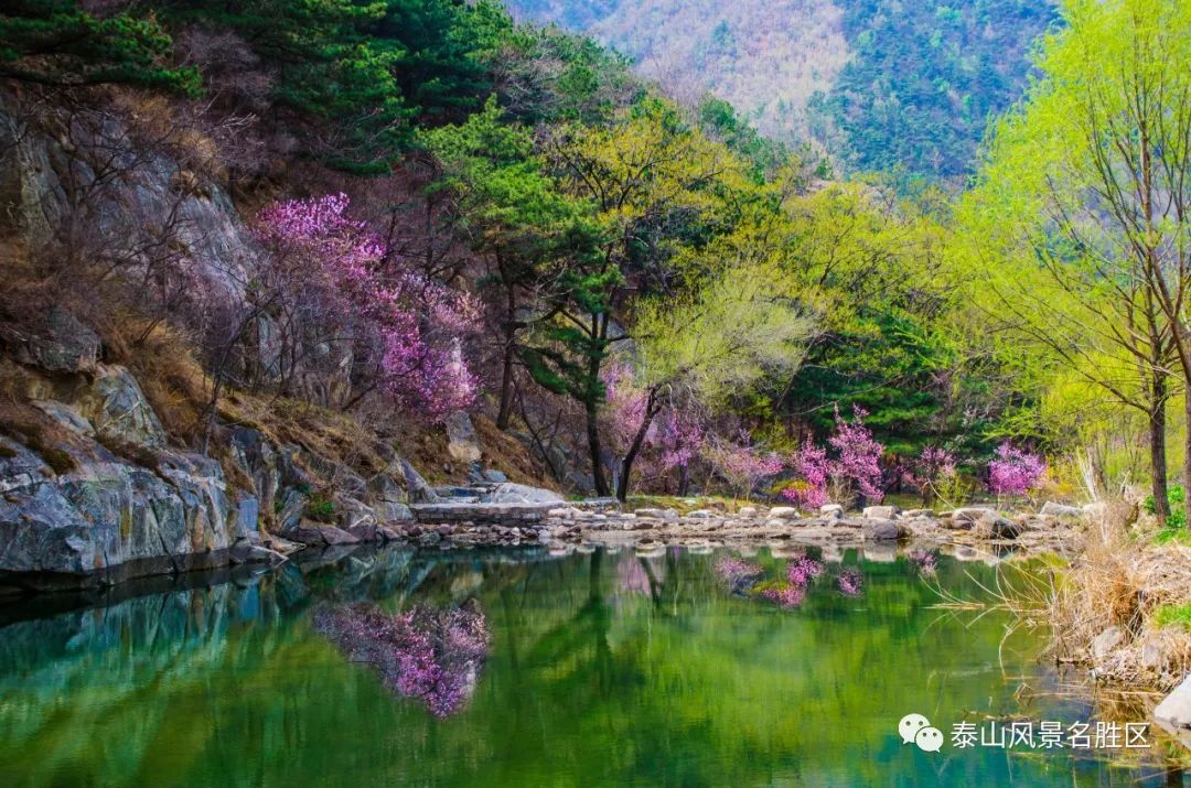 春红|林花谢了春红，醉染流年