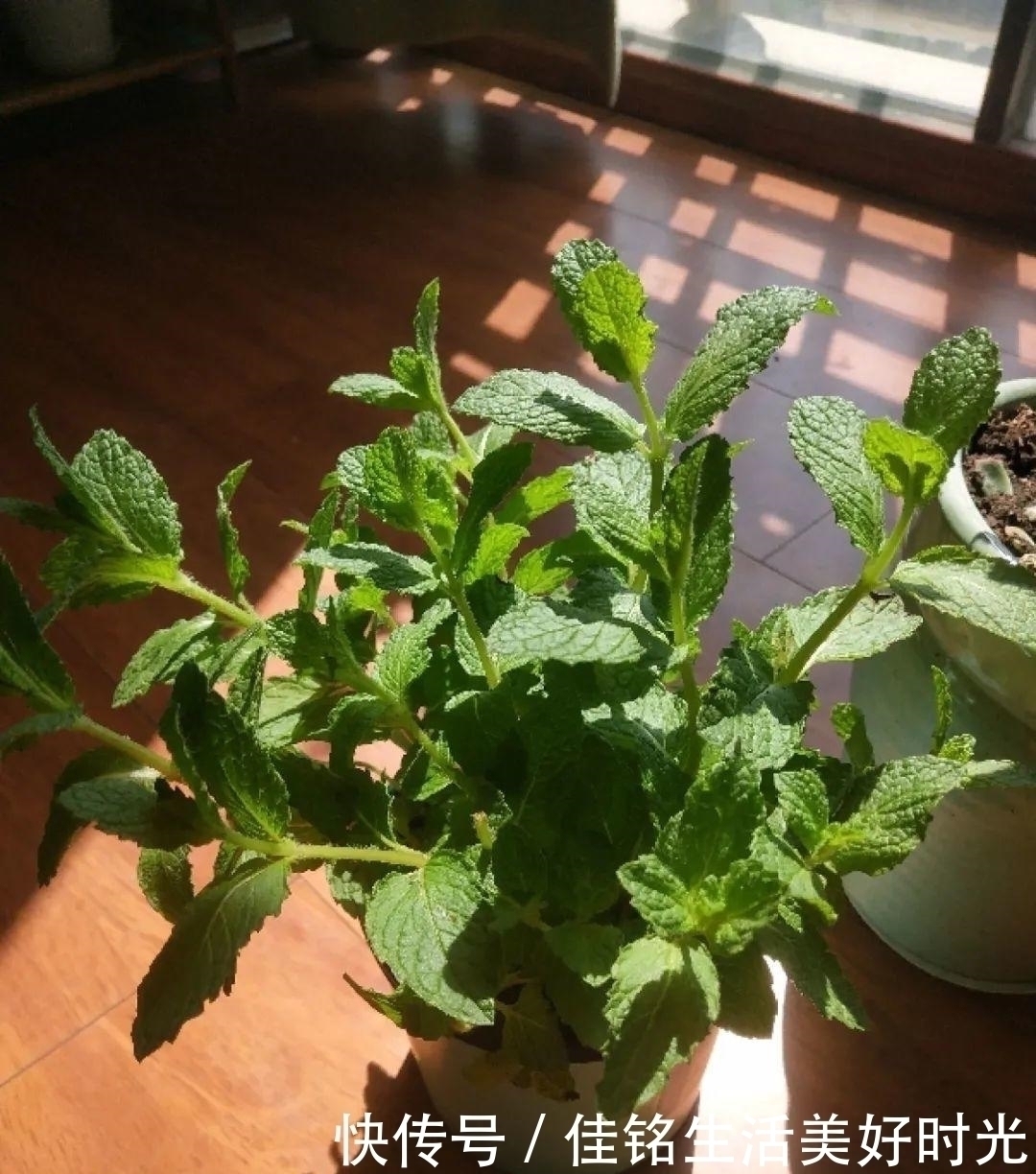 天竺葵|8种花夏天太容易死,现在赶紧扦插,死了也不心疼