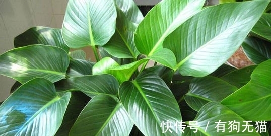89%的人不认识这种植物,它才是净化甲醛的高手