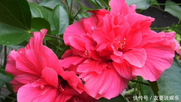 开花|新手养花,掌握3个技巧,四季开花不断,次次开“爆盆”!