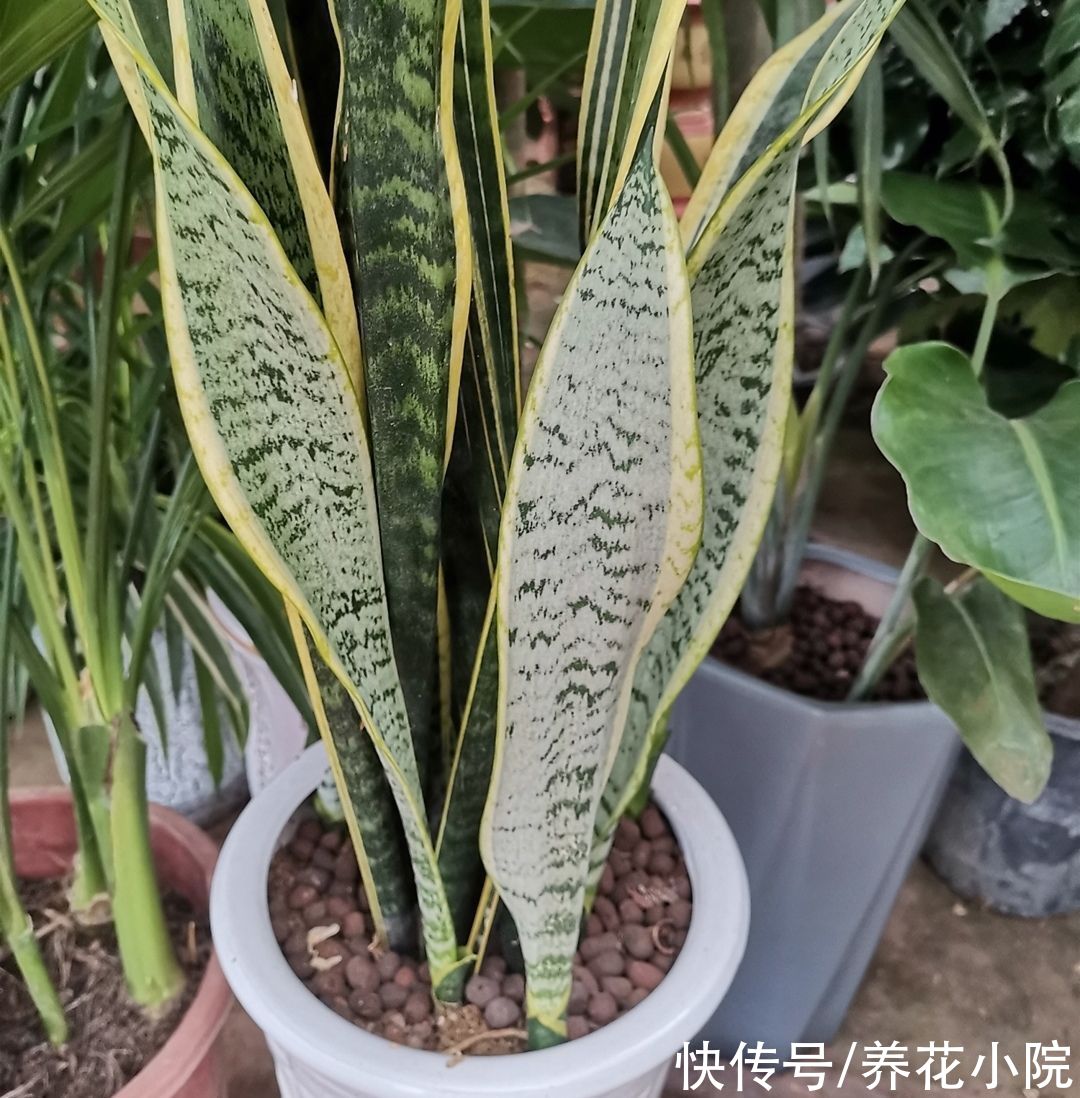 叶子|养虎皮兰，施肥有“讲究”，难怪盆土坚硬，不长新芽