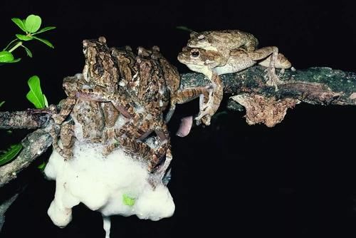许多雄蛙一起用腿搅打出泡沫 竟是为了给一只雌蛙的后代建水景房 快资讯