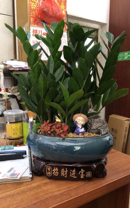 几种富贵花,颜值超高的,小盆养不下,大盆养长势特旺盛