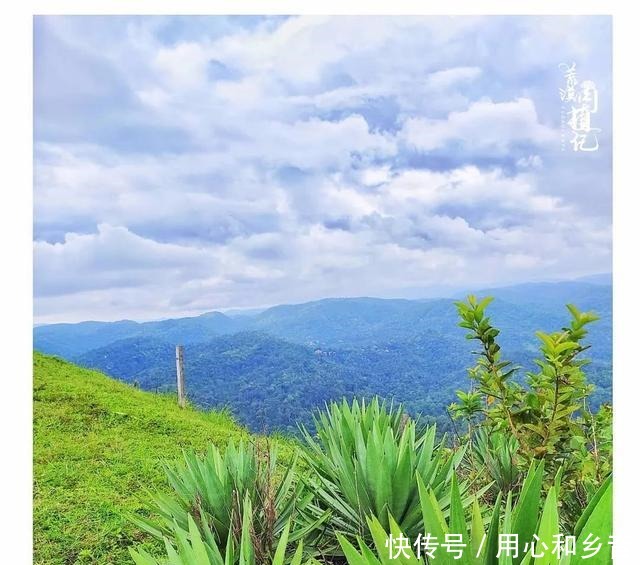 原以为龙舌兰是小家碧玉,没想到竟然可以长这么高!