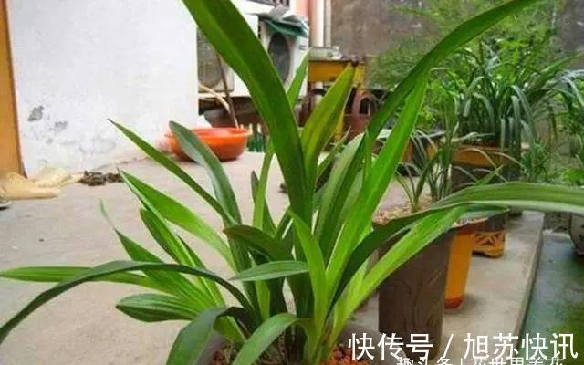 根系|旧筷子养花真不错,直接插在花盆里,这次浇水心里有数了