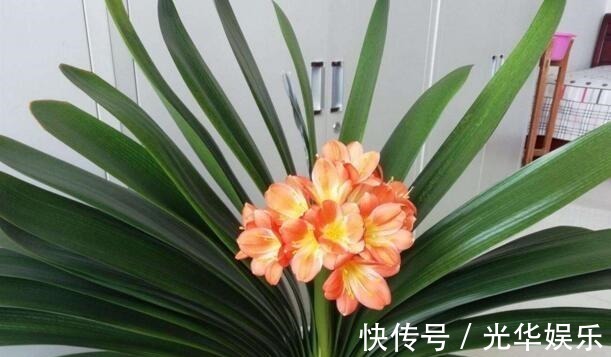 液体|家家都有的一种“液体”,君子兰吃“1勺”,疯长如白菜,花还多