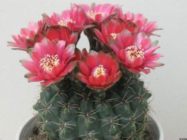 仙人球中的开花“战斗鸡”,5块钱一盆,四季开花不停,值的拥有