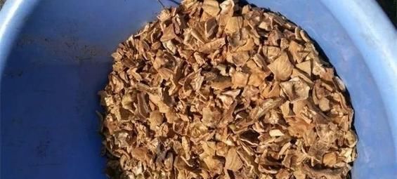 养花|花盆里垫点这东西,营养土都不用买,养花全年不烂根!