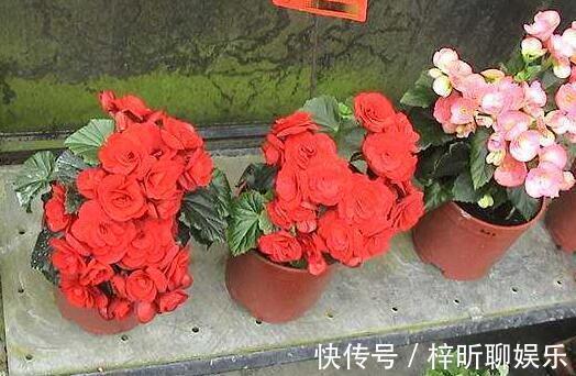 光照|养丽格海棠，这4个“养护细节”别忽略，花苞多，一年四季开花！