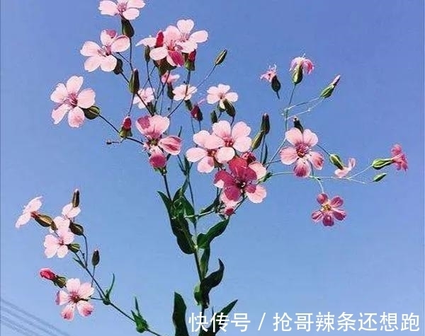 邳彤|虽有王命,不留其行!农村常见的麦蓝菜,为何叫“王不留行”?