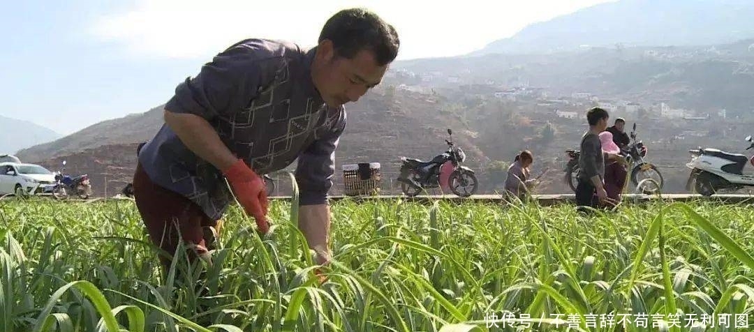 汉源蒜薹上市!香!!!