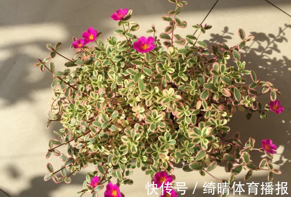 彩龙爪|喜欢玫瑰,不如养盆彩龙爪,似彩龙出海,资貌绝伦