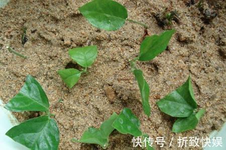 3种花掐点枝就能来个“大变身”,一盆变多盆,成活率高,生长快