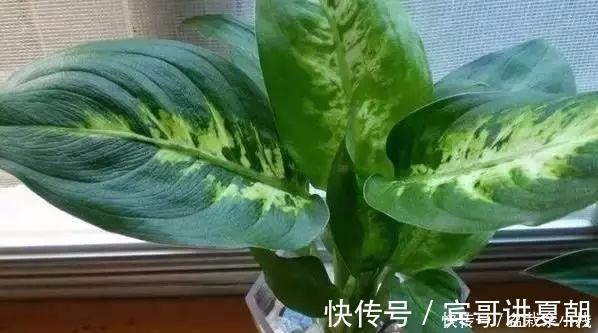 营养|盆里灌点饮料，盆土疏松有营养，10年不用换土花也长得旺
