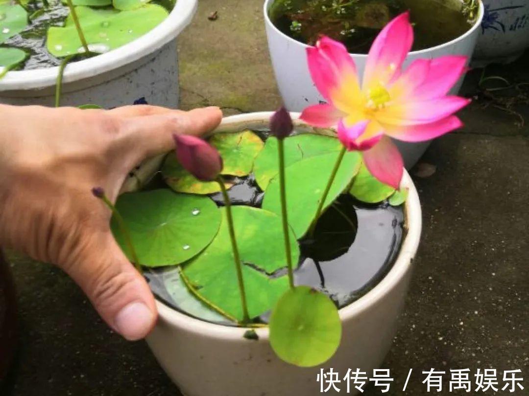 公认难养的20种花,养一盆死一盆,下次还敢买