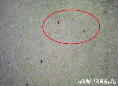 精盐|大米生虫不要晒，超市员工教您3招，大米放一年也不生虫