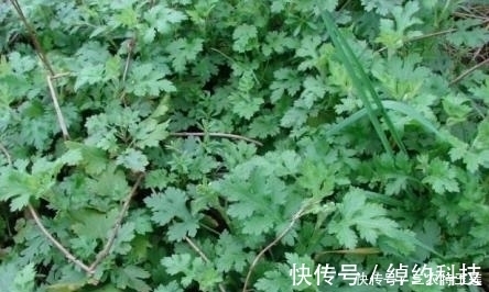 食用价值|农村的''野菜'',四处都能够见到,用它''炒腊肉''风味更佳