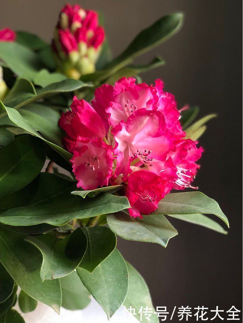 4种花贵气十足,养在家里有格调,等我有钱了一定要买