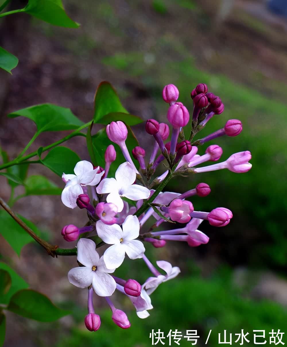 香水|植物界的“移动香薰机”，味道太美妙了，值得拥有