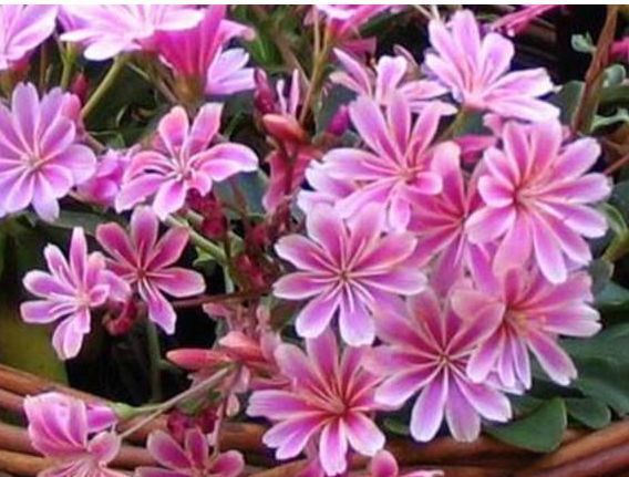 3种花花期最长,一次能开30朵,铺天盖地的花朵美极了