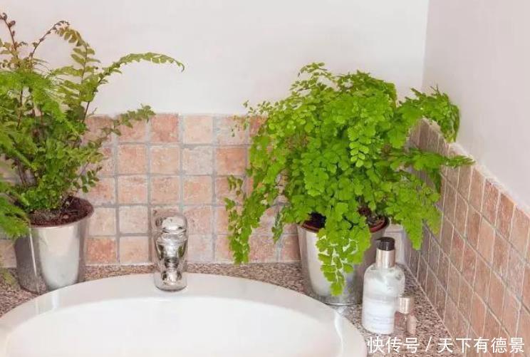 卫生间想养花？选这5种最靠谱，不仅生命力顽强，而且很耐阴！