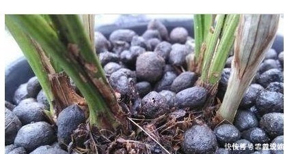 啤酒水|什么淘米水、啤酒水都不如“它”，君子兰蹭蹭长，花友赚大发了