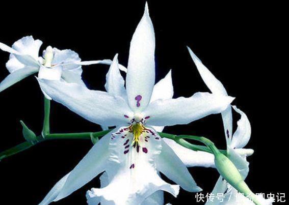 漂亮|被称为最美的4种花,好养又漂亮,花期超长,一开就是200多天