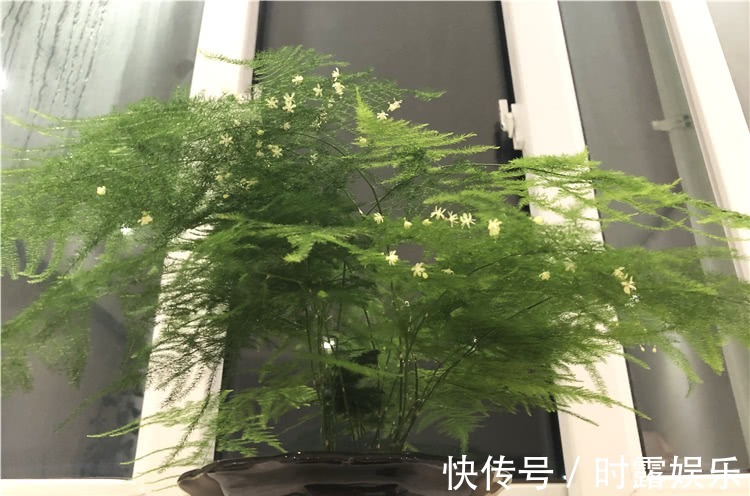 文竹修剪，牢记4个要领，文竹蹭蹭长不停，郁郁葱葱，绿油油！