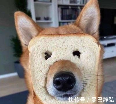 |搞笑动物：去了一趟非洲回来之后，我就变成了一只超黑的狗狗了！