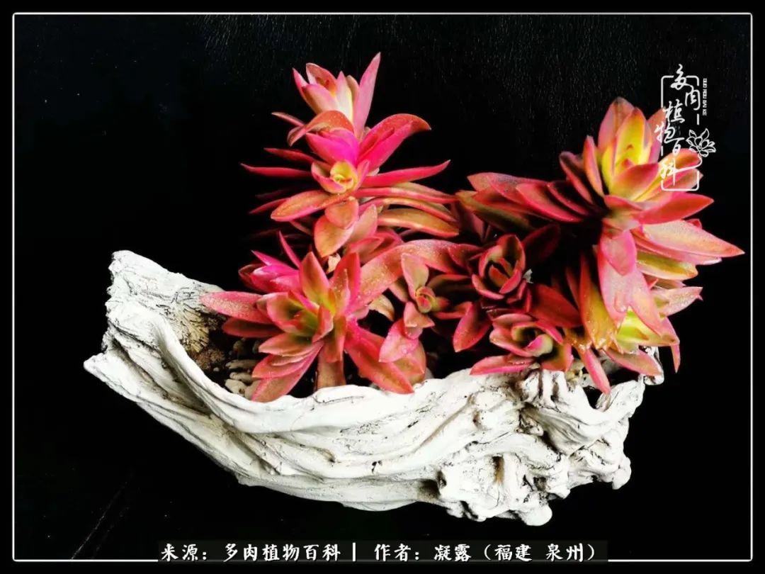 喜欢养肉,喜欢赏肉,更喜欢拍,如此怎能不掉肉坑