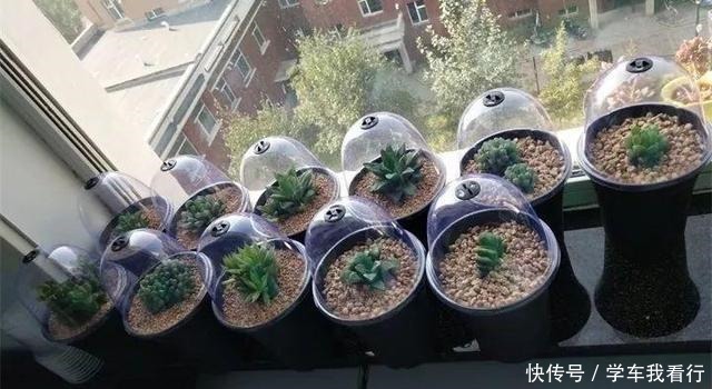 家家都有的塑料瓶,剪几刀变成养多肉“神器”,把玉露养得真水灵!