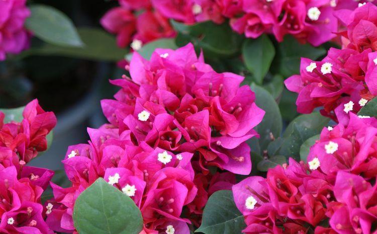 几款花卉漂亮又好闻，花色艳丽花量大，人见人爱