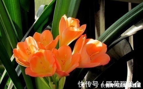 疯了|君子兰要怎么浇水注意“1点”，叶片多，长得旺，开花开疯了！