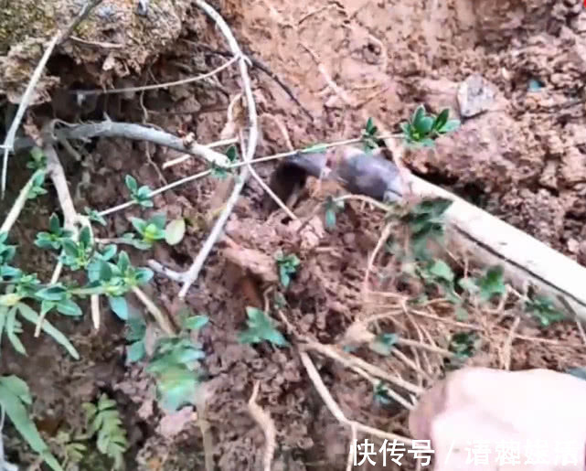 草根|乡下山坡下一种草根,用来炖猪肉专治牙痛,效果比吃药还好