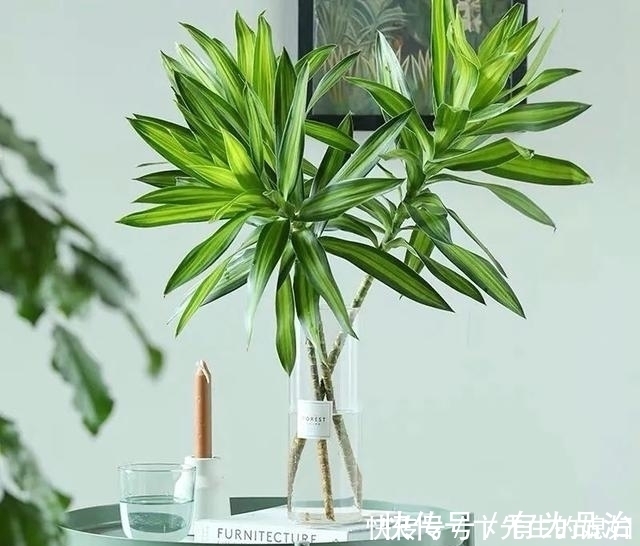 一种“吉祥竹”，清新典雅寓意好，家里养几盆，镇宅化煞保平安